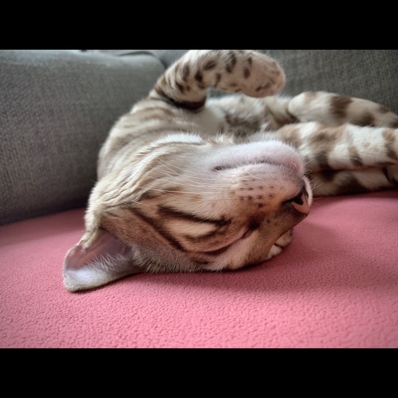 Meet your Posher, Margarita - Picture 1 of 1